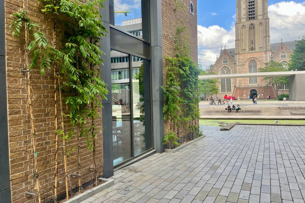 Bodengebundene Fassadenbegrünung mit mehreren Rankpflanzen an einer Backsteinwand neben einem Glasfenster, im Hintergrund die Grote of Sint-Laurenskerk in Rotterdam.
